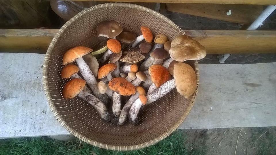 Ruta Nad Zalewem Siemianówka Gospodarstwo agroturystyczne Luka